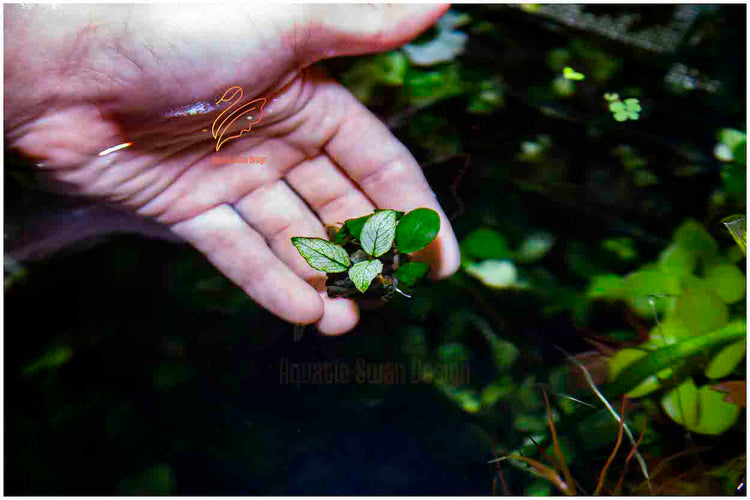 White Anubias
