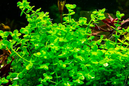 Lindernia Rotundifolia