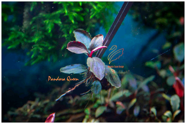 Buce Pandora Queen – Duckaroo