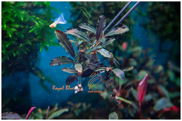 水草 BUCEPHALANDRA Nanga Pino Super Blue 水草 BUCEPHALANDRA Nanga Pino Super Blue 水草 BUCEPHALANDRA