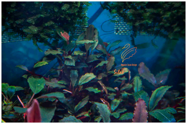 水草 Bucephalandra sp. Silat Cricle Bucephalandra sp. Silat Cricle