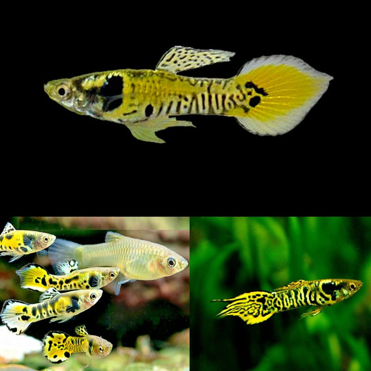 Yellow Tiger Endler Guppy-Guppies Endler Fries/ mixed sex