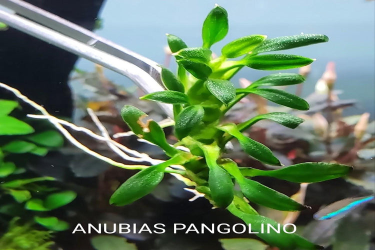 Anubias Pangolino