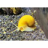 Apple Snail - Mystery Snail