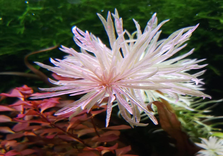 Ludwigia White - "Super Rare" - Submerged