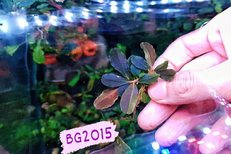 Brownie Ghost South 15