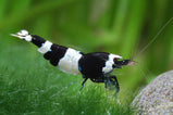 Crystal Black Shrimp 1.5cm