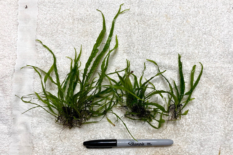 Needle Leave Java Fern