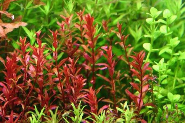 Rotala Blood Red