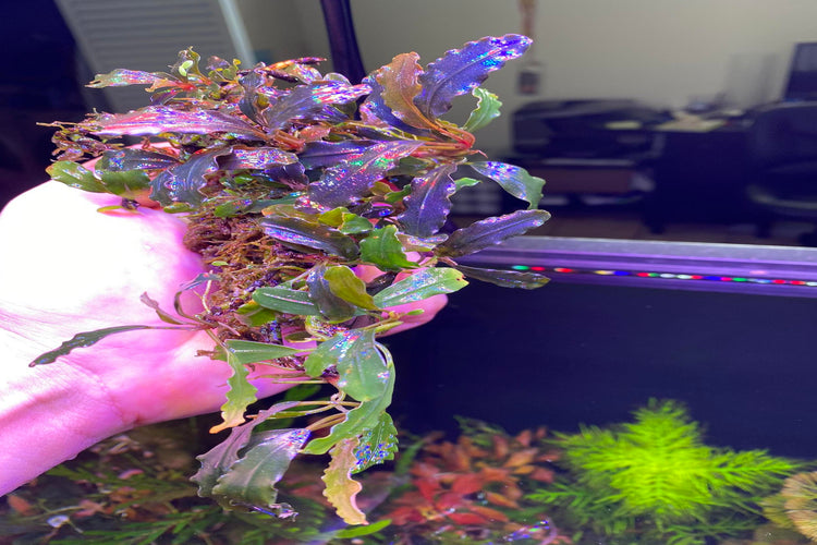 Buce Midnight Blue- Submersed Grown/ Rare