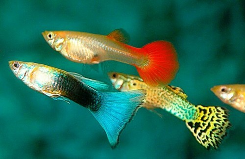 Mix Guppy Fry'Package