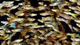 Mix Guppy Fry'Package