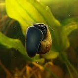 Black Foot Apple Snail- Jade Mystery Snail