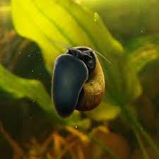 Black Foot Apple Snail- Jade Mystery Snail