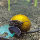 Black Foot Apple Snail- Jade Mystery Snail