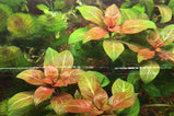 Ludwigia Rubin