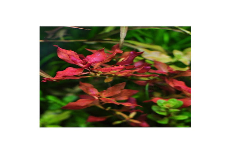 Ludwidgia Super red