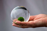 Marimo Moss Ball