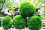 Marimo Moss Ball