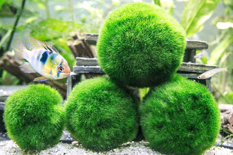 Marimo Moss Ball
