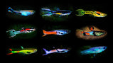 Endler Guppy Assorted - Fries (around 1cm)