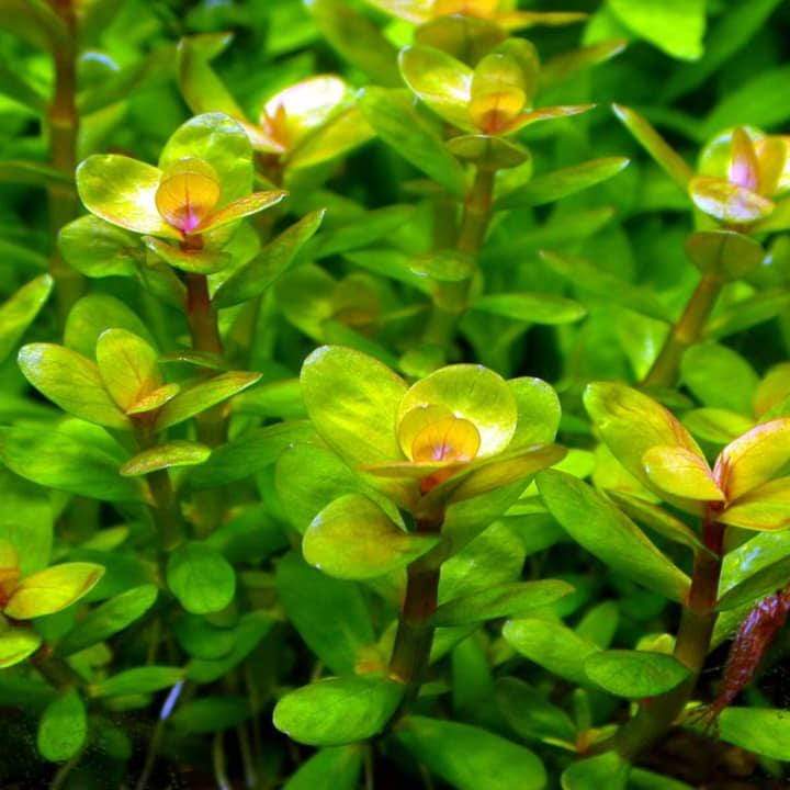Rotala Indica/Bonsai