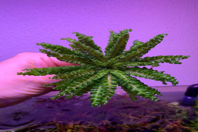 Pogostemon helferi (Downoi)-Submered