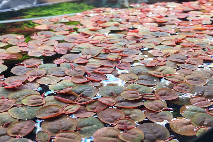 Red Roots Floating Plant