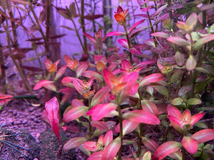 Rotala ramosior Florida