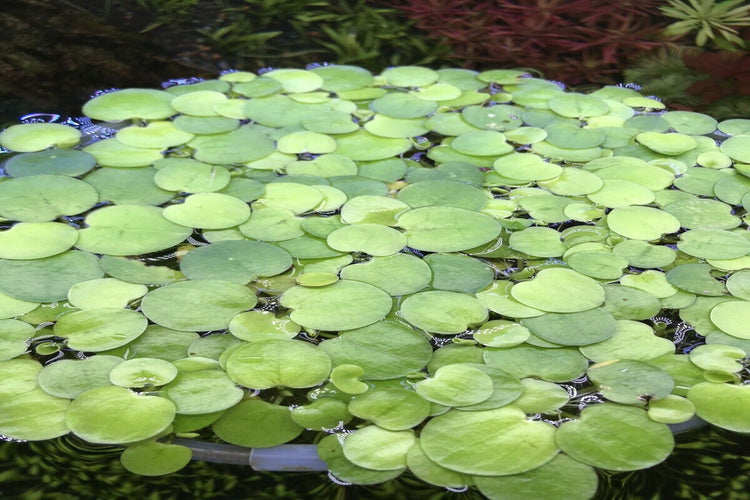 Amazon Frogbit x5