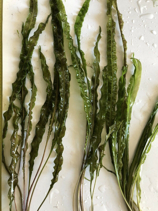 Balansae Plant (Cryptocoryne crispatula)