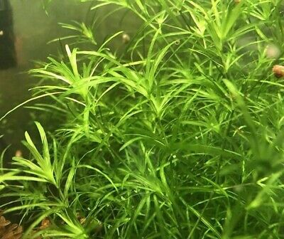 Guppy Grass