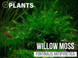 Willow moss