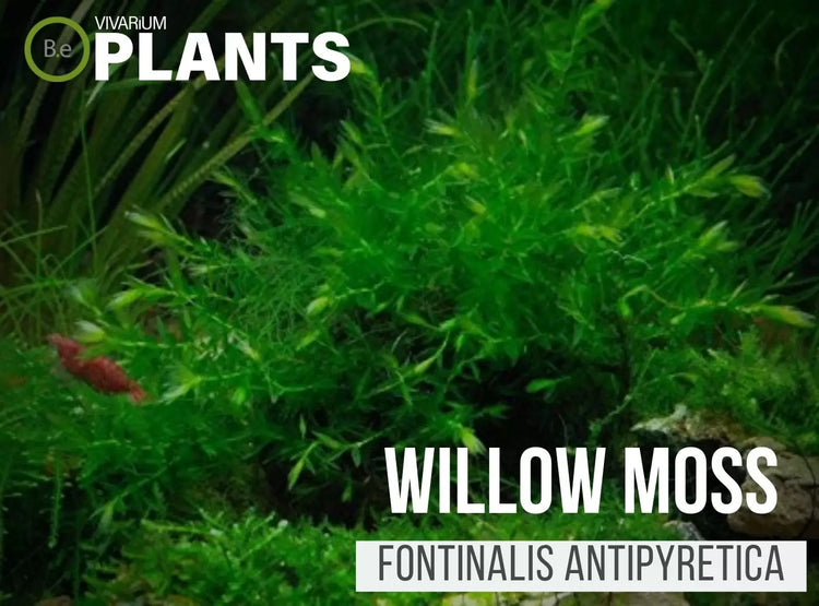 Willow moss