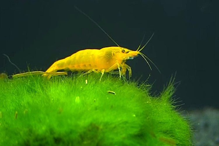 Yellow Shrimp