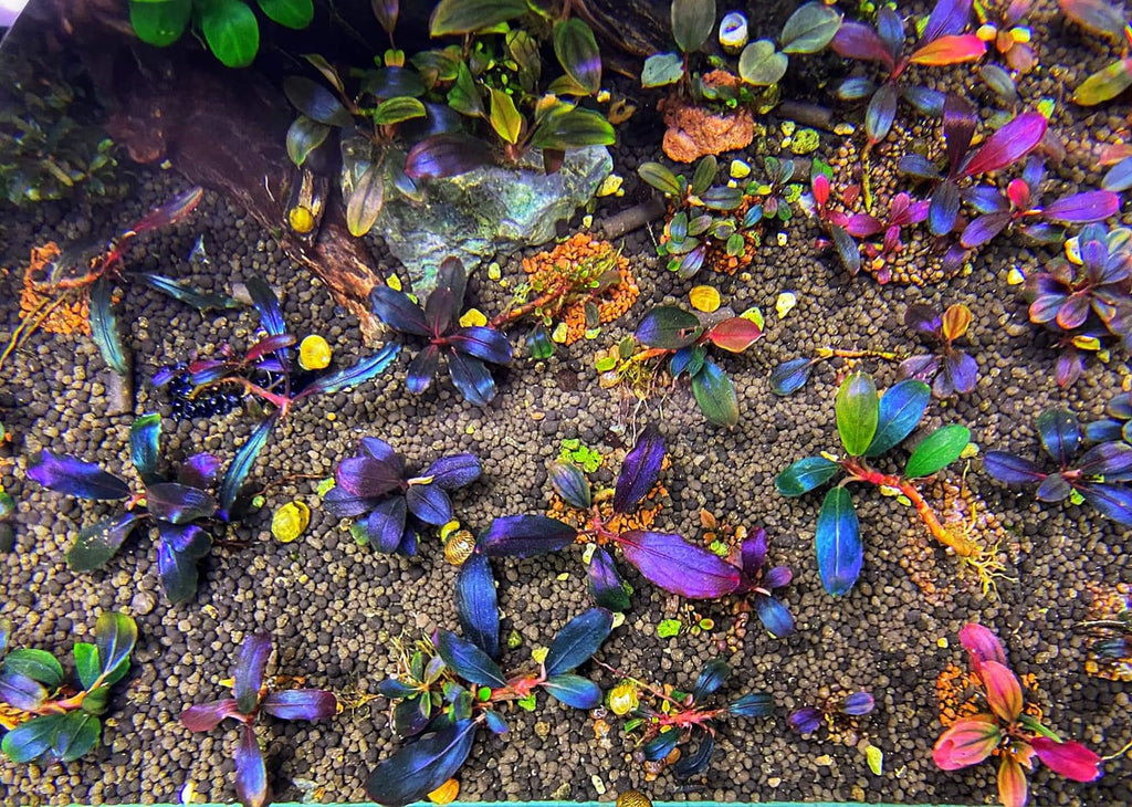 5 Popular Bucephalandra Varieties in Australia: A Closer Look at Duckaroo Store