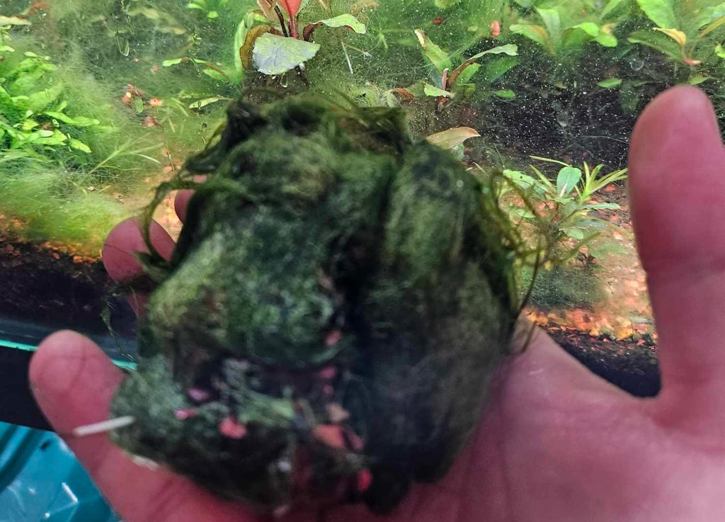 Dealing with Algae in Your Aquarium: A Beginner's Guide