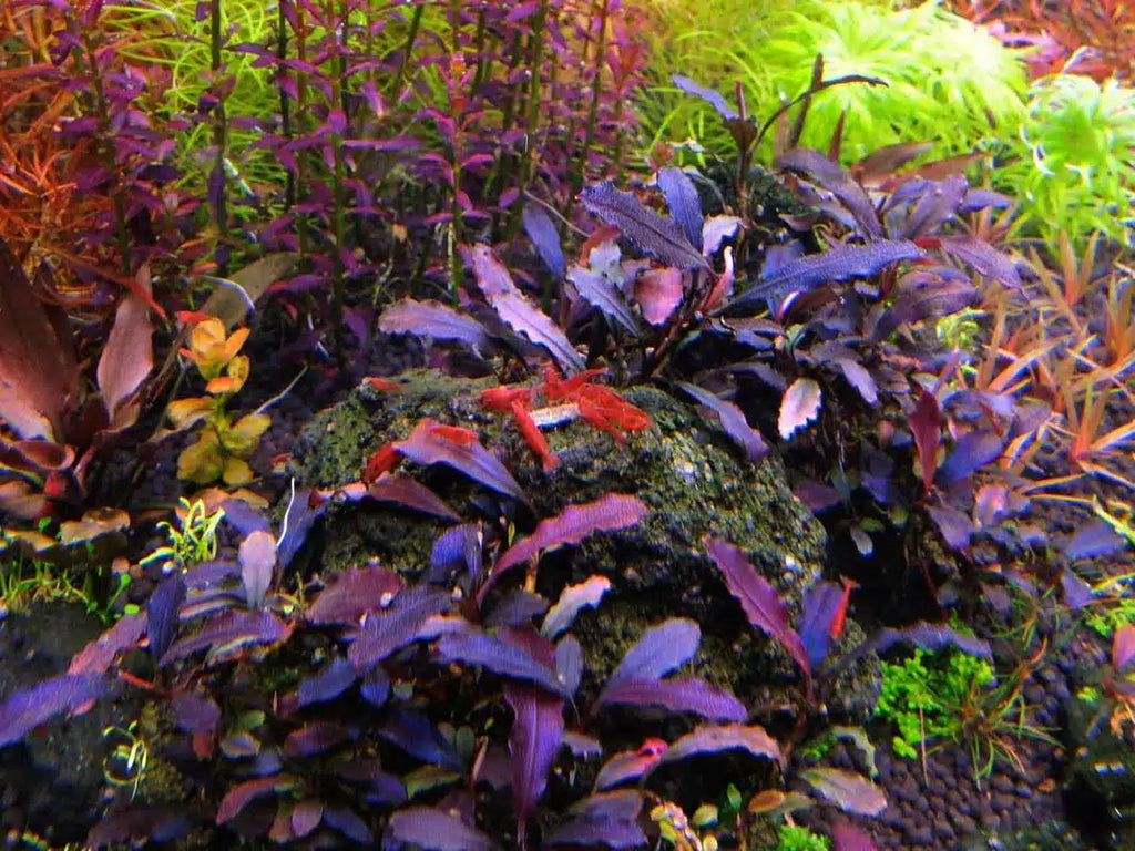 Understanding Bucephalandra: A Guide for Aquarium Enthusiasts