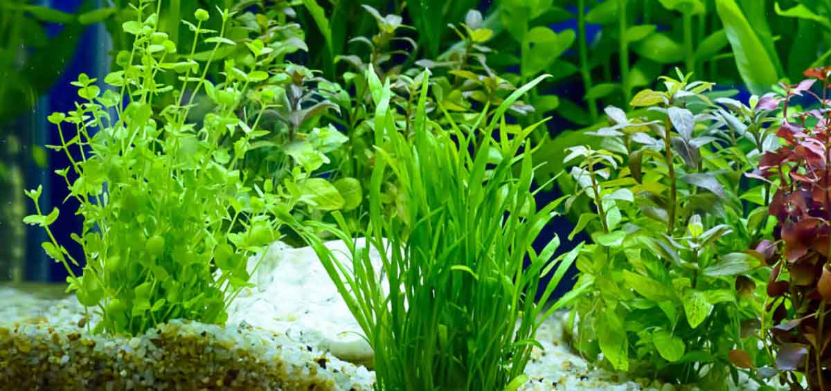 Aquarium Plants