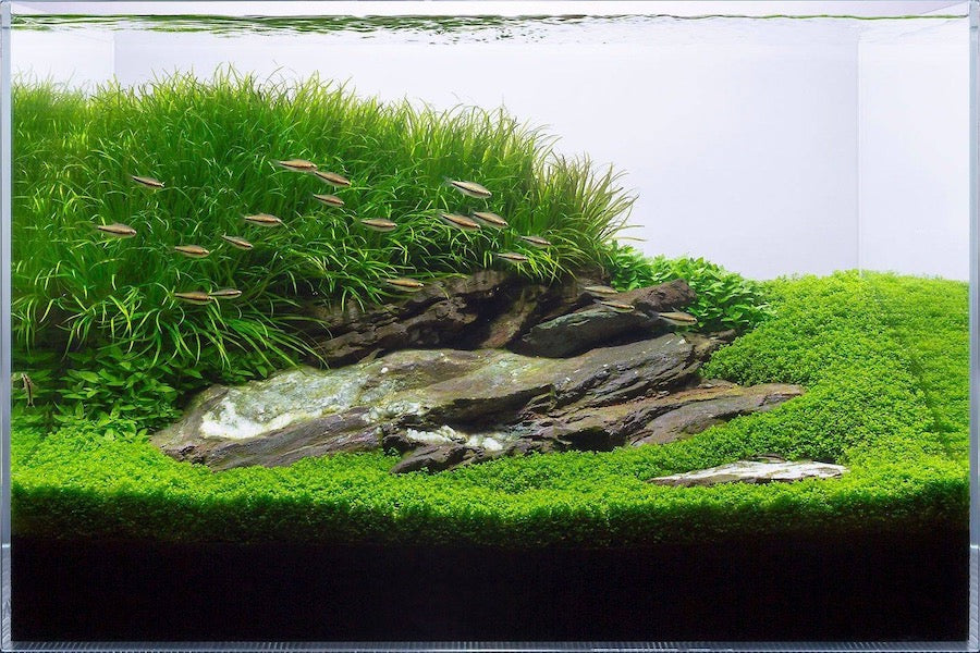 Aquarium Designs