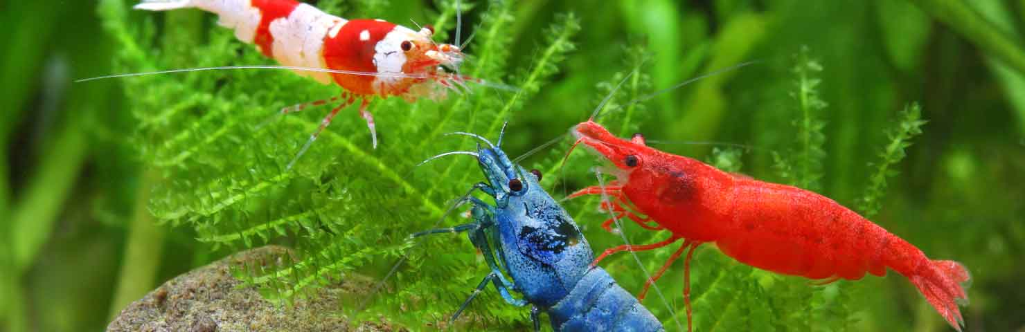 Aquarium Live