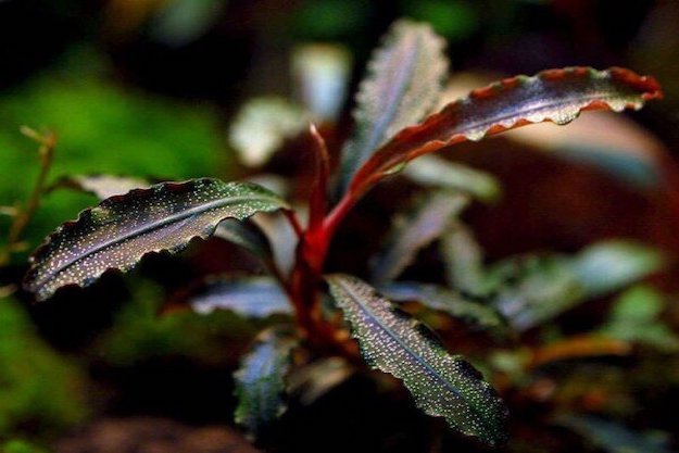 Bucephalandra - Anubias