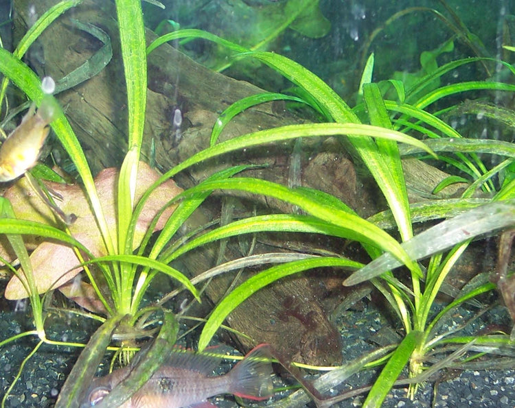 Echinodorus quadricostatus