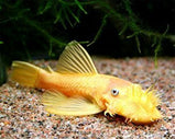 Albino Bristlenose Catfish - Ancistrus Albino 2-3 cm