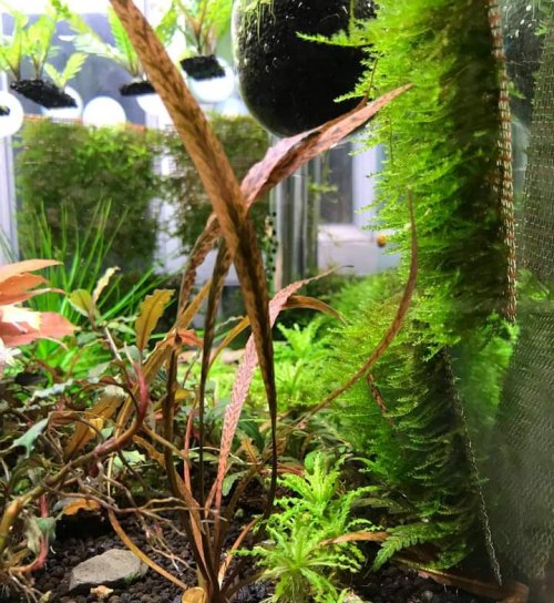 Cryptocoryne spiralis 'Tiger