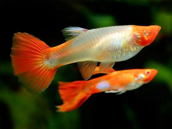 Albino Koi Guppy Pair