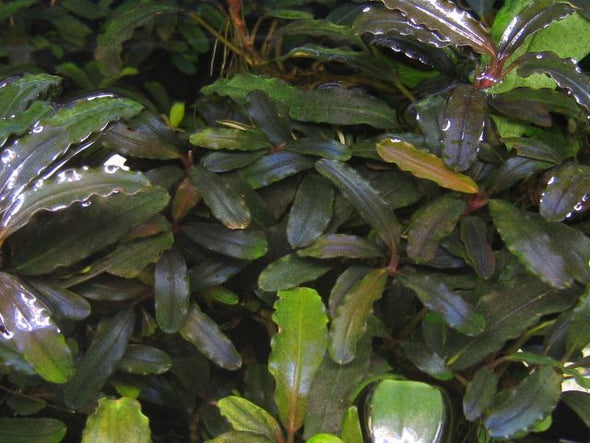 水草 Bucephalandra sp. Mini Phantom ADA Dooa Low Tech] Bucephalandra Brownie Mini Phantom LP Aquatic