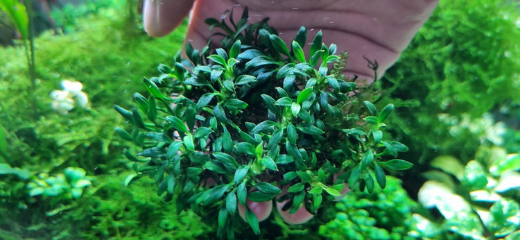Anubias Chili - Submerged/Limited stock