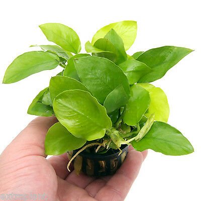 水草 Bucephalandra sp. Mini Phantom ADA Dooa 一点物 Bucephalandra sp. Mini Phantom 2020.10 No.13 | 水草