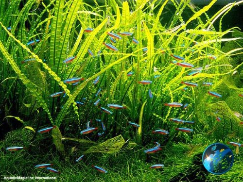 Needle Leave Java Fern – Duckaroo